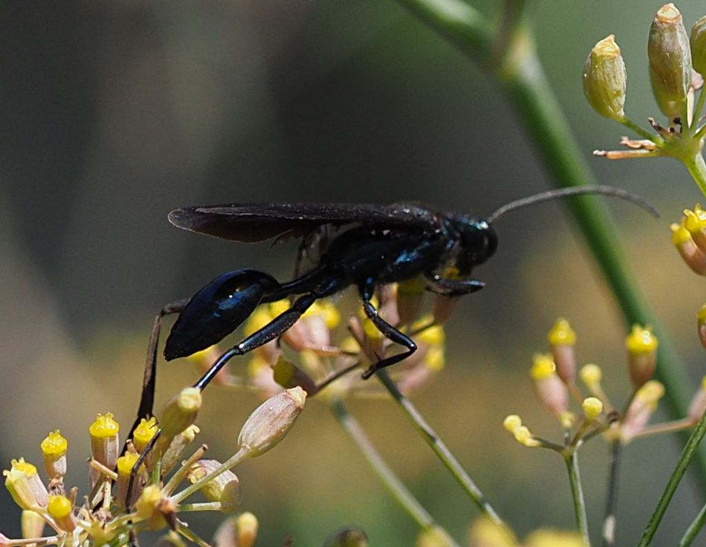 Sphecidae: Chalybion californicum